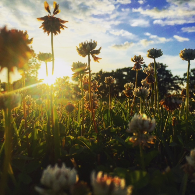 A Forest of&nbsp;Weeds